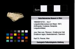 Foto (Objekt + Etikett) von Longodromites excisus (von Meyer, 1857)  (NHMW-GEO-1990-0041-2733)